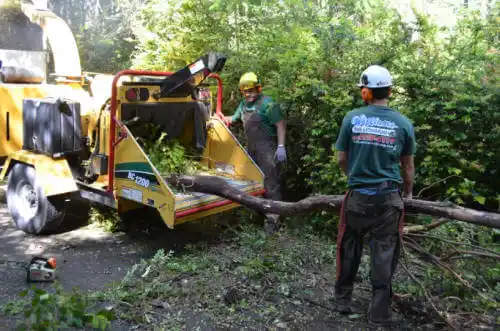 tree services Forest Park